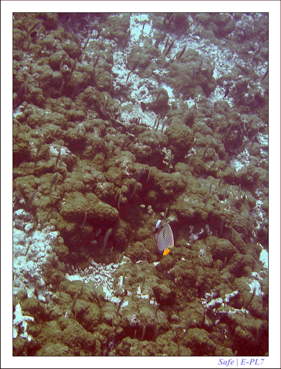 2019 - 07 - Snorkeling maldives - 04